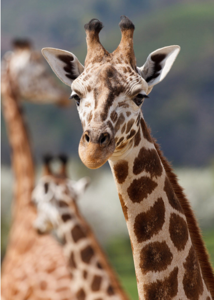 giraffe
