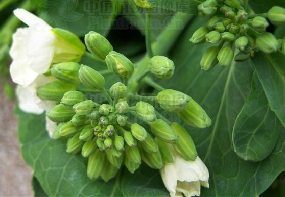 chinese broccoli是什么意思,chinese broccoli的中文翻译 chinese broccoli