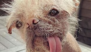 ugly的英语翻译