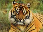 Manchurian tiger