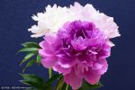 tree peony