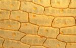 epithelia的英语翻译