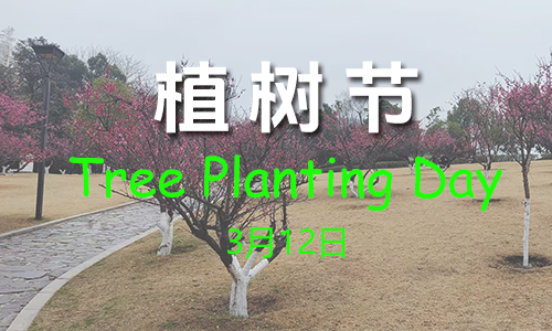 Tree Planting Day是什么意思,Tree Planting Day的中文翻译 Tree Planting Day