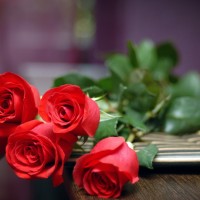 roses是什么意思,roses的中文翻译 roses