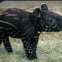 tapir是什么意思,tapir的中文翻译 tapir