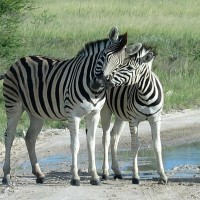 zebra的英语翻译