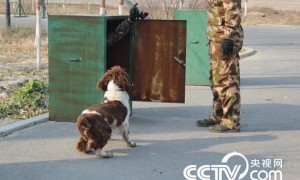 CCTV9英语新闻：军犬，我值得信赖的兄弟