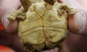 played相关阅读