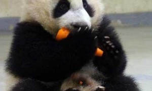 CCTV9英语新闻：超萌圆仔首次与公众见面