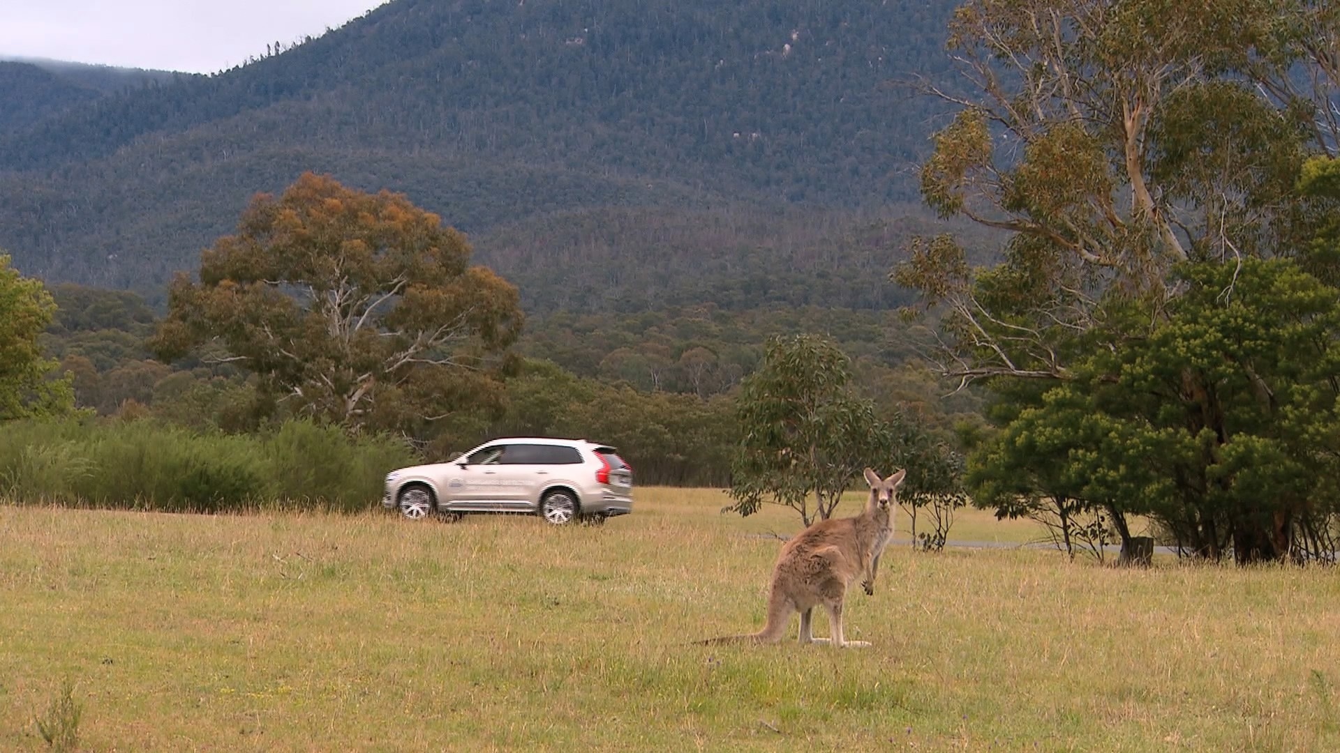 Kangaroos pose a unique problem to driverless cars in Austra Kangaroos pose a unique problem to driverless cars in Austra