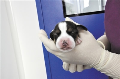 中国培育出世界首例基因编辑克隆犬 中国培育出世界首例基因编辑克隆犬