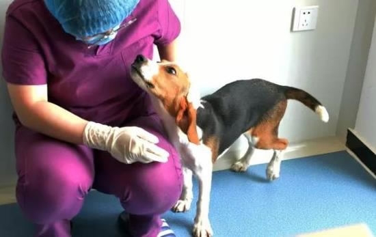 中国培育出世界首例基因编辑克隆犬 中国培育出世界首例基因编辑克隆犬