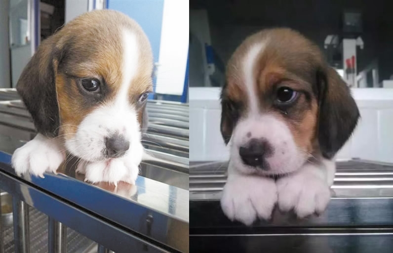 中国培育出世界首例基因编辑克隆犬 中国培育出世界首例基因编辑克隆犬