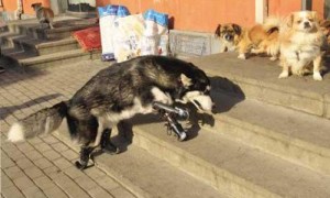 husk相关阅读