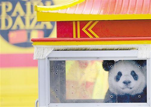 两只大熊猫抵达布鲁塞尔 两只大熊猫抵达布鲁塞尔