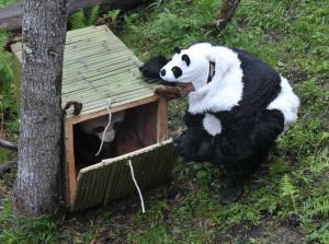 卧龙自然保护区大熊猫野外训练 卧龙自然保护区大熊猫野外训练