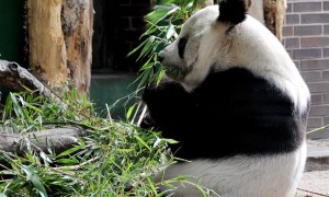 最长寿大熊猫&ldquo;宝宝&rdquo;去世，享年34岁