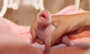 成都大熊猫繁育基地诞下第三只熊猫幼子