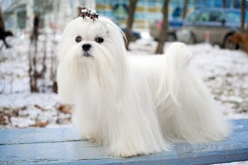 萌宠来袭:十种最适合家养的小型犬 萌宠来袭:十种最适合家养的小型犬