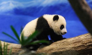 崽相关阅读