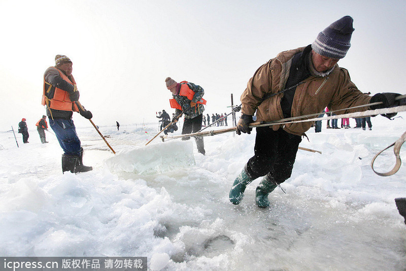 哈尔滨国际冰雪节将近 上千人松花江上凿冰 哈尔滨国际冰雪节将近 上千人松花江上凿冰
