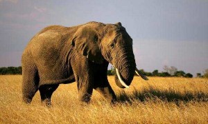 elephant相关阅读