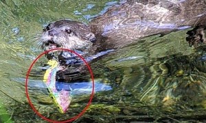 水獭潜水帮捡手机 感觉自己萌萌哒（图）