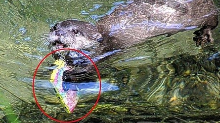 水獭潜水帮捡手机 感觉自己萌萌哒(图) 水獭潜水帮捡手机 感觉自己萌萌哒(图)
