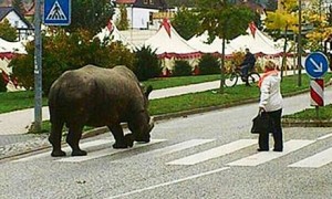 上街溜犀牛 德国马戏团被红牌警告