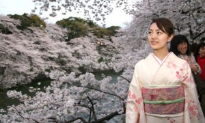 日本传统赏樱花节&ldquo;受到虫害威胁&rdquo;