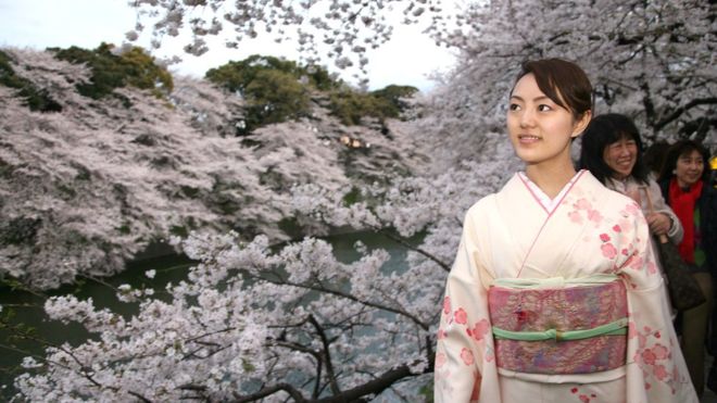 日本传统赏樱花节“受到虫害威胁” 日本传统赏樱花节“受到虫害威胁”