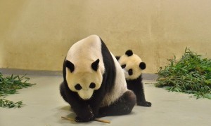 大熊猫圆仔与妈妈圆圆食物大战