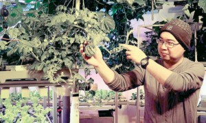 cultivate相关阅读