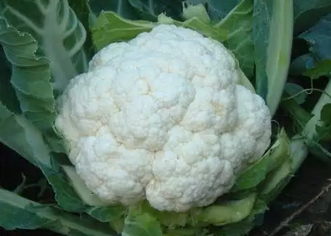 “西兰花”、“菜花”用英语怎么说？