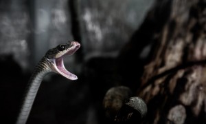to avoid相关阅读
