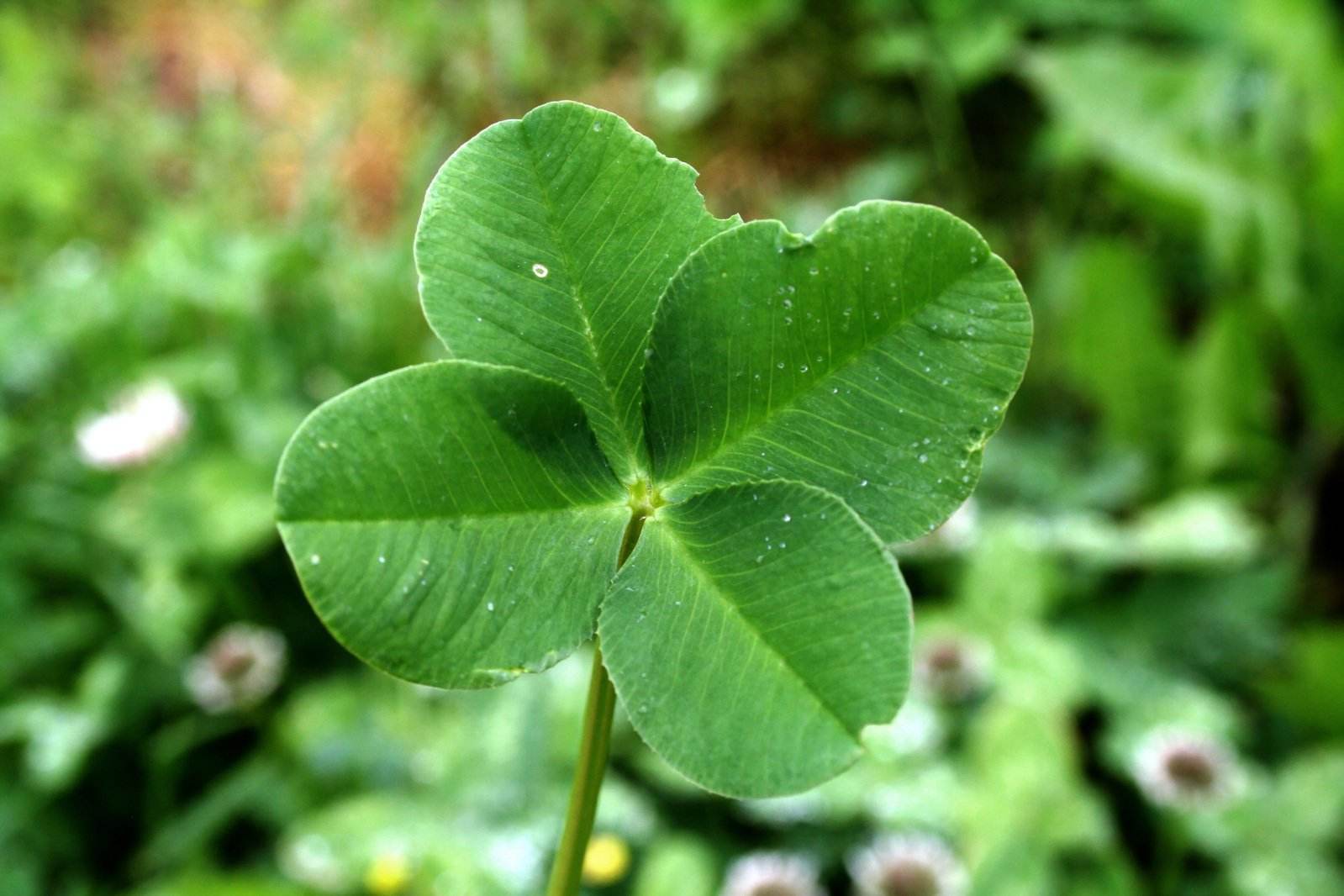 good luck with that什么意思?是祝你好运吗? good luck with that什么意思?是祝你好运吗?
