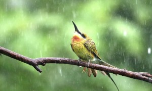 倾盆大雨用英语怎么说？你那里下雨了吗？