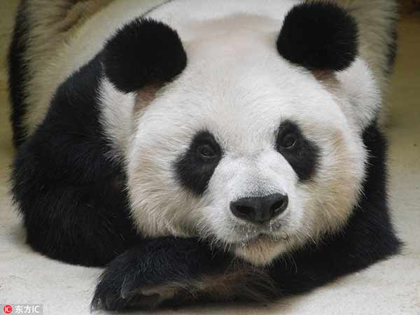 全球最长寿的圈养大熊猫佳佳38岁了 全球最长寿的圈养大熊猫佳佳38岁了