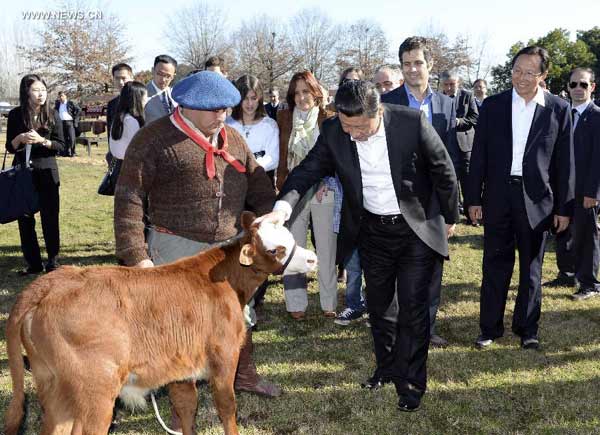 习近平主席参观阿根廷农场 习近平主席参观阿根廷农场