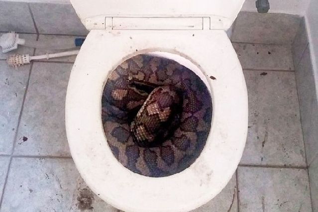 澳洲干旱 蟒蛇钻进马桶寻水 澳洲干旱 蟒蛇钻进马桶寻水