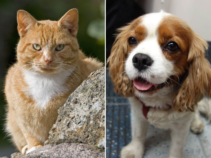 猫狗之争:从进化角度看猫科比犬科更好 猫狗之争:从进化角度看猫科比犬科更好