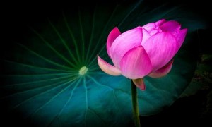 芙蓉出水用英语怎么说?芙蓉出水的英语