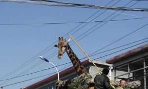 buzz相关阅读