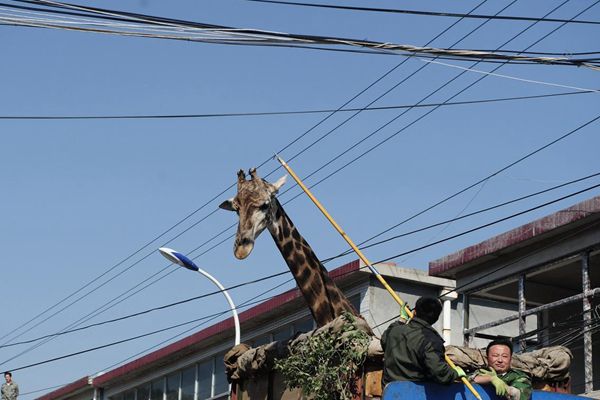 China Buzz: Pain in the neck for giraffe moving home China Buzz: Pain in the neck for giraffe moving home