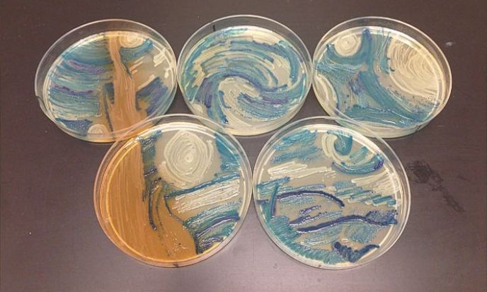 科学家的另类艺术:细菌作画 科学家的另类艺术:细菌作画
