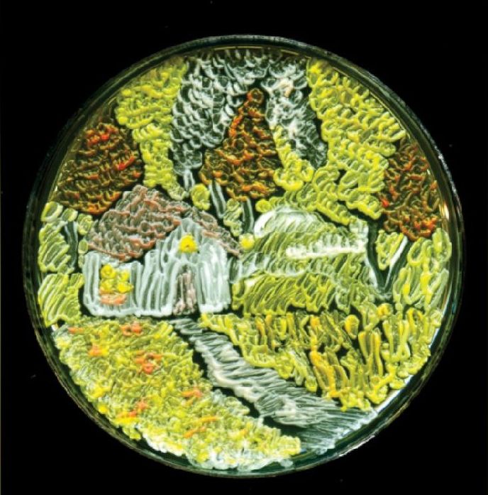 科学家的另类艺术:细菌作画 科学家的另类艺术:细菌作画