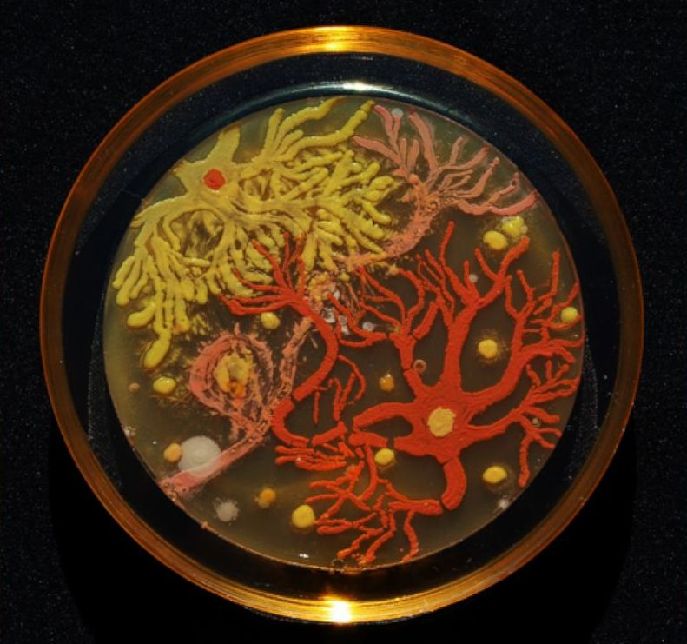 科学家的另类艺术:细菌作画 科学家的另类艺术:细菌作画