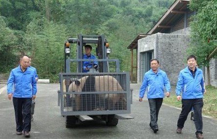 乔迁新居啦!大熊猫安家神农架 乔迁新居啦!大熊猫安家神农架