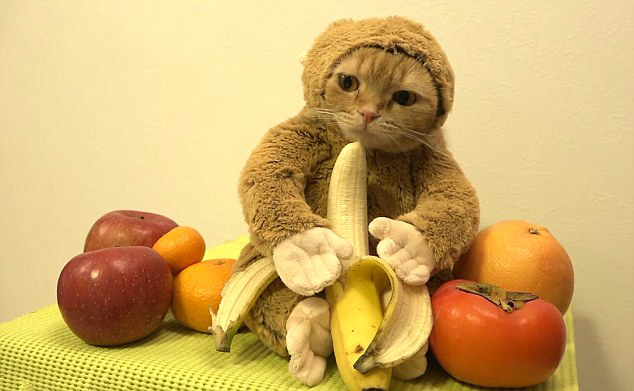 喵星人变装猴子啃香蕉:猴年上演制服诱惑(图) 喵星人变装猴子啃香蕉:猴年上演制服诱惑(图)