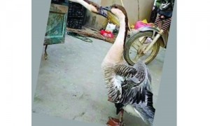 死别相关阅读